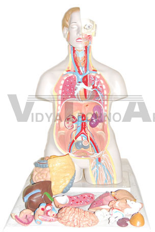 85CM sexless torso 20 parts